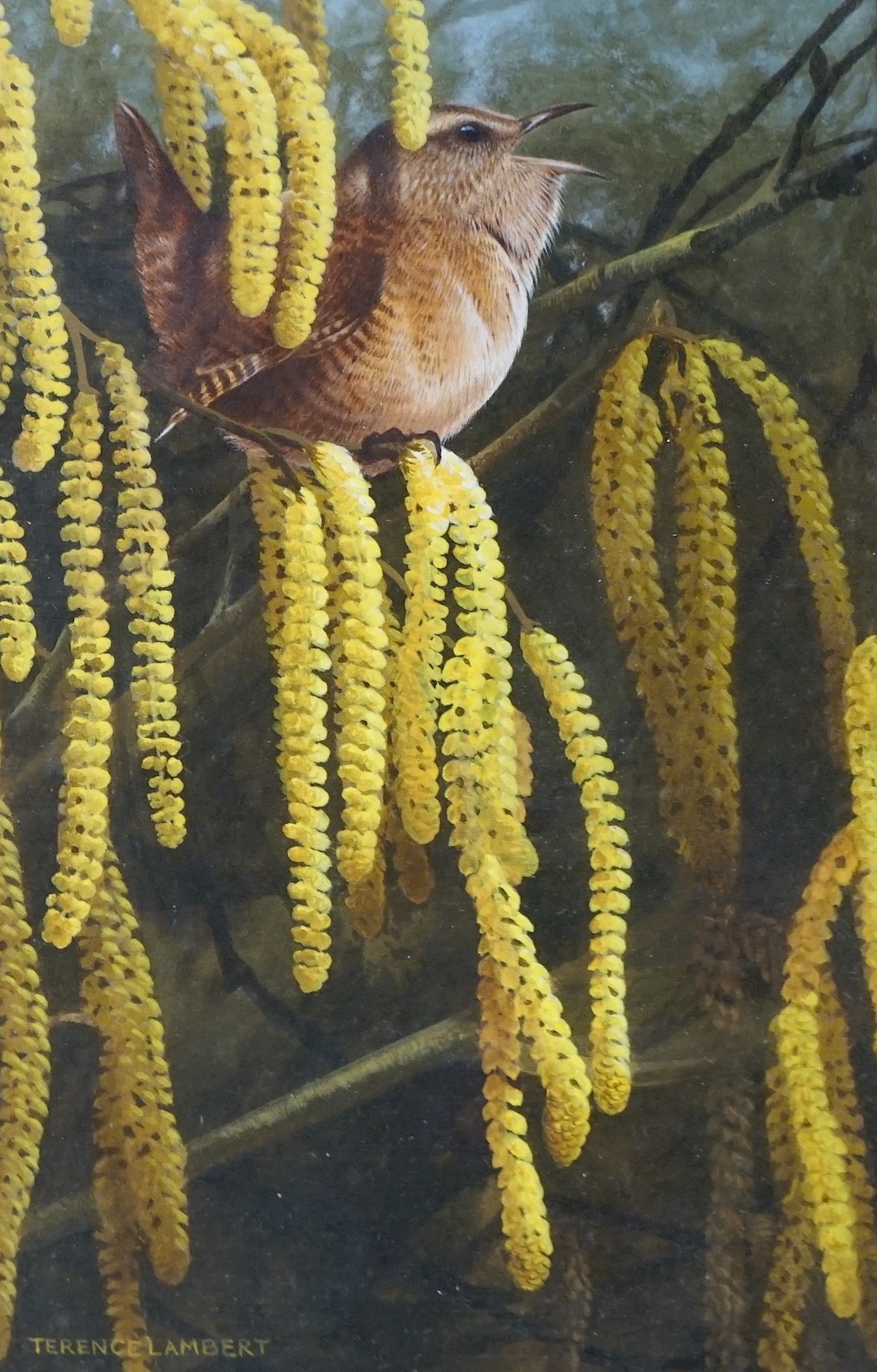 Terence Lambert (1951-), watercolour, Warbler and catkins, signed, 18 x 11.5cm